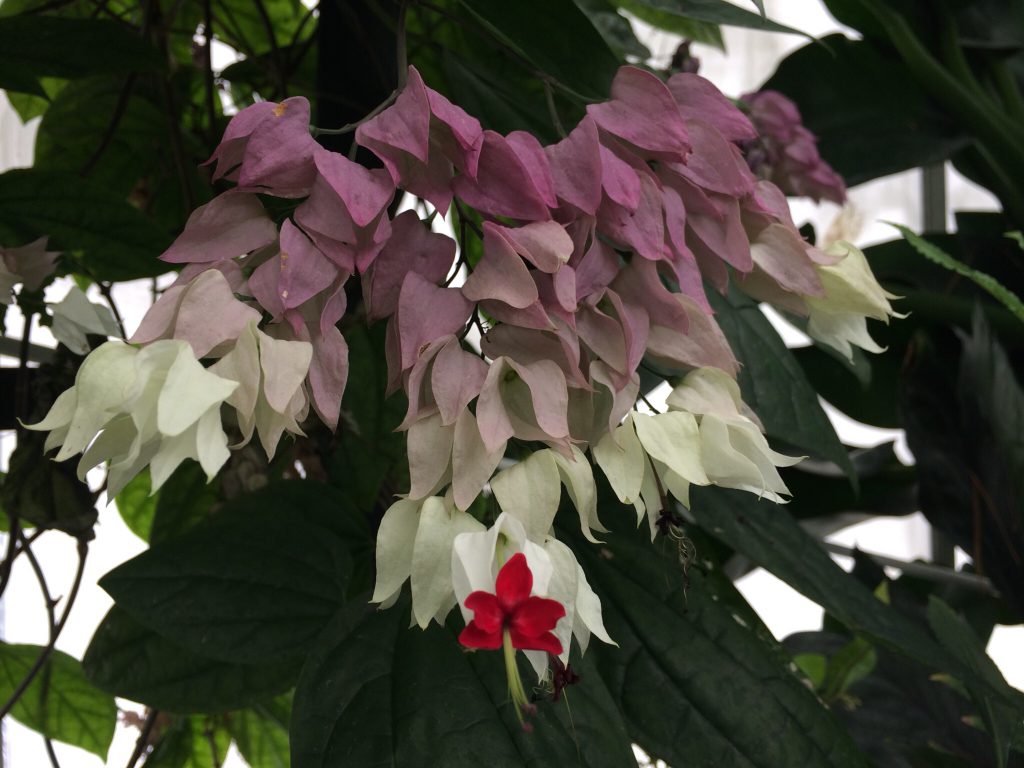 wellington_botanical4